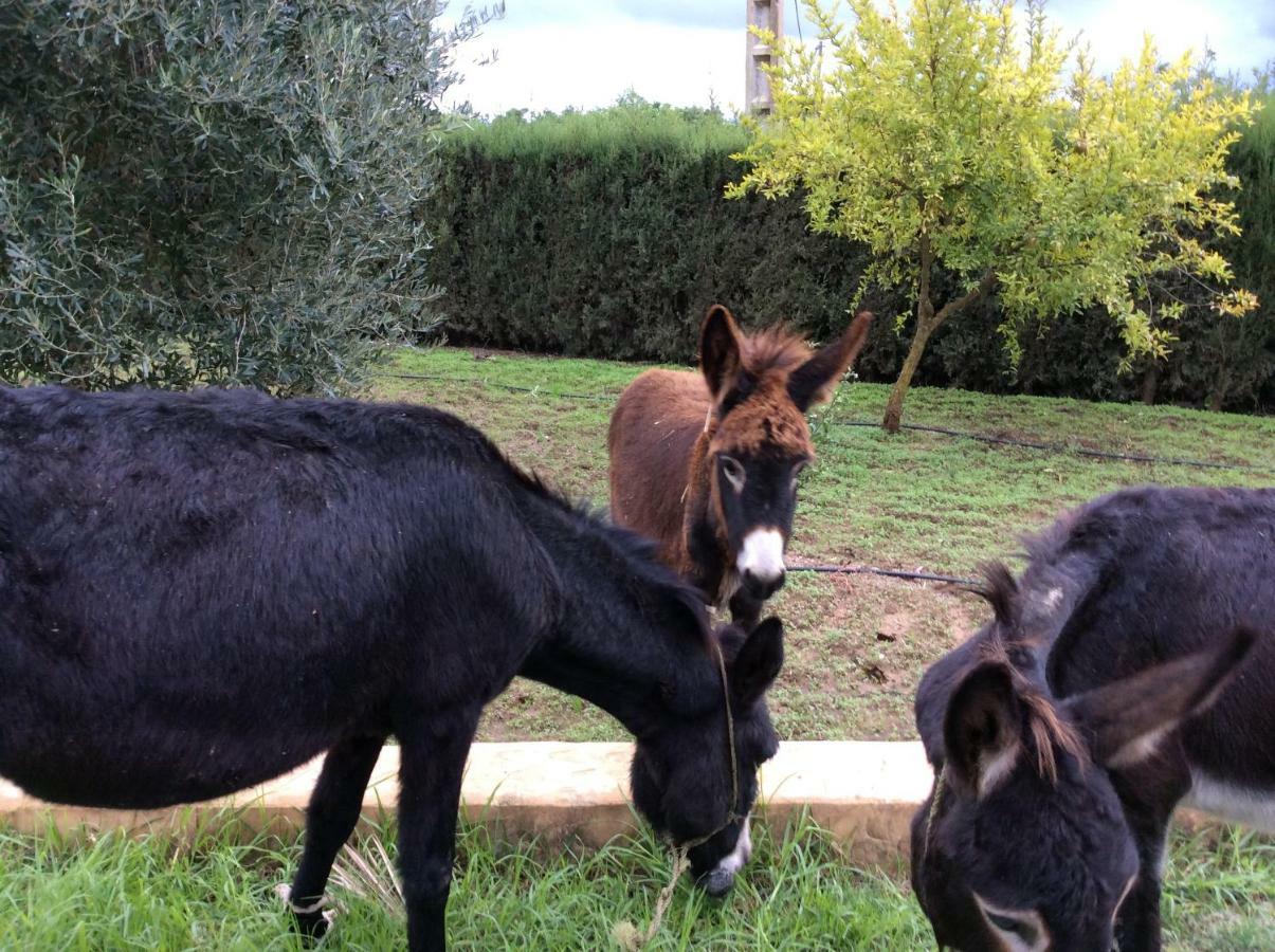 La Casa De Las Higueras Dar Karmus Tétouan Zewnętrze zdjęcie